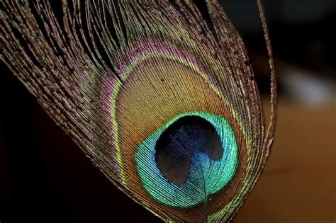 premium photo peacock feather