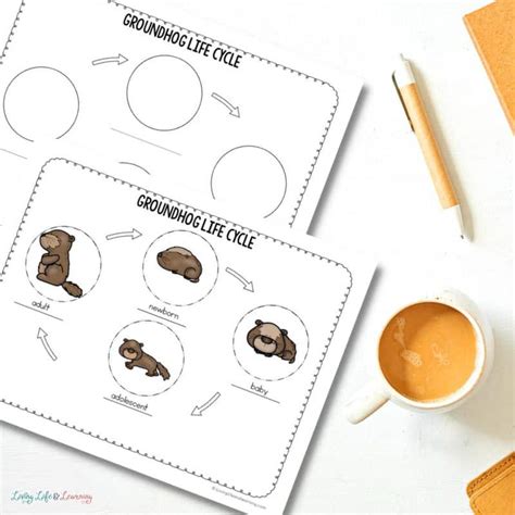 Groundhog Life Cycle Worksheet