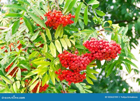 Rowanberry Branch Stock Image Image Of Leaf Botany 55563709