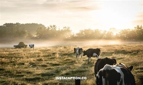 220 Farm Captions For Instagram And Quotes