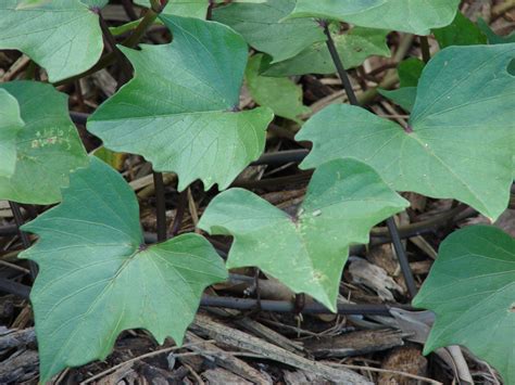 Sweet potato (Ipomoea batatas), leaves | Feedipedia