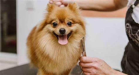 Pomeranian Care Guide | Brooklyn Pet Spa