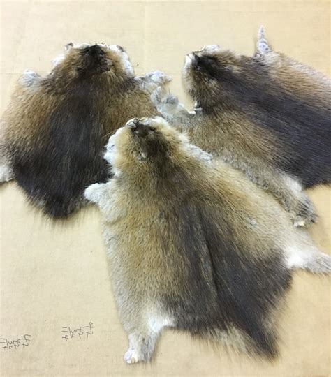 Muskrat Fur – Bill Worb Furs Inc.