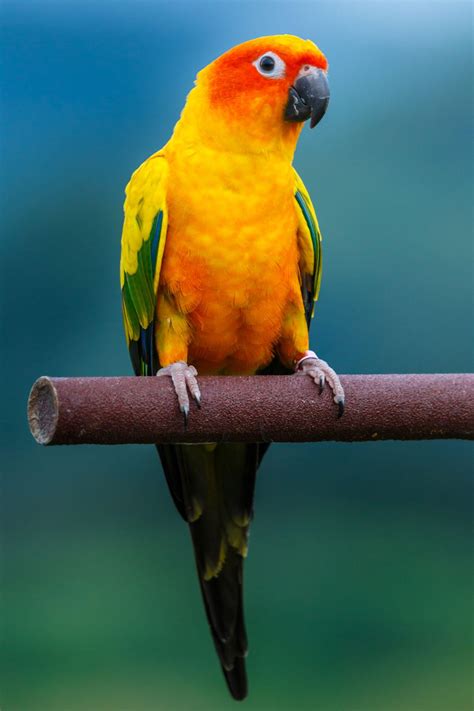 Sun Conure Wallpapers - Top Free Sun Conure Backgrounds - WallpaperAccess