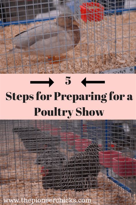 4 H Chicken Showmanship Checklist Artofit