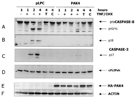 Activation Of Both Effector And Initiator Caspase Is Affected In PAK4