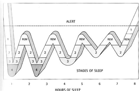 sleep cycles – Find Your Nudge