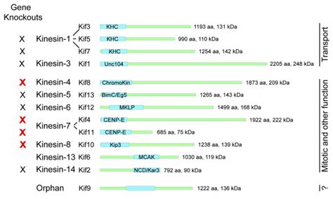 kinesin gene family  dictyostelium schematic representation