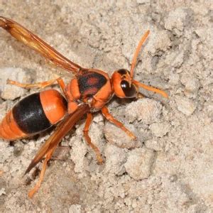 Australian hornet - Facts, Diet, Habitat & Pictures on Animalia.bio