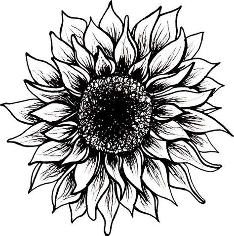 20 Sunflower Drawing Ideas For Beginners Harunmudak