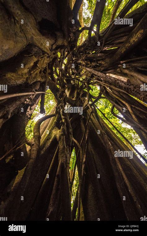 France, French Guiana, Amazonian Park, heart zone, Saül, Strangler fig ...