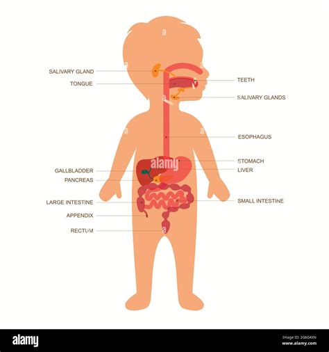 Digestive system diagram kid Cut Out Stock Images & Pictures - Alamy