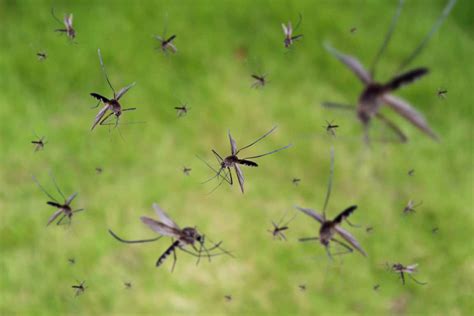 10 Piante Da Coltivare Nel Tuo Giardino Per Evitare Le Zanzare