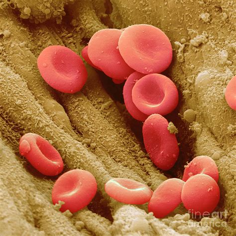 Coloured Sem Of Red Blood Cells In Blood Vessel Photograph By Juergen