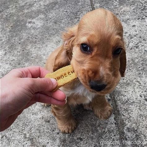 Me Gusta Comentarios Cocker Spaniel Cocker Spaniel Love En