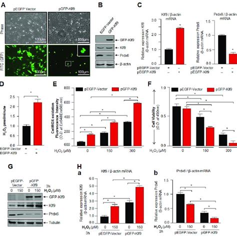 Klf Gene Knock Down In Hlecs Showed Elevated Prdx Expression With