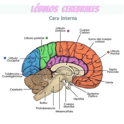 L Bulos Cerebrales Vistos Desde La Cara Interna Del Hemisferio Cerebral