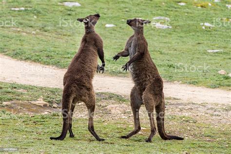 Two Male Kangaroo While Fighting Stock Photo - Download Image Now ...