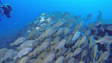 Tenerife Costa Adeje Tenerife Fish Pet Animals