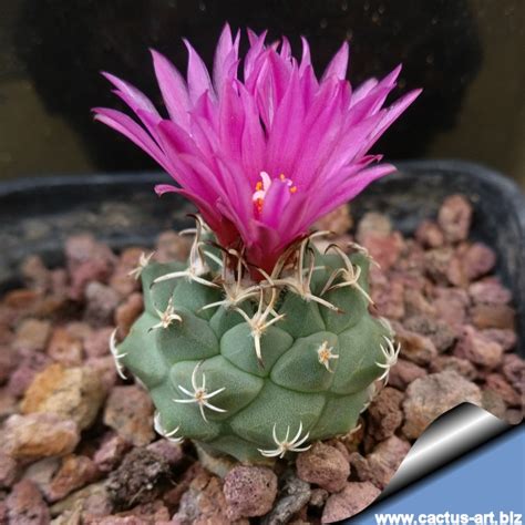 Turbinicarpus Alonsoi Pp Xichu Guanajuato Mexico