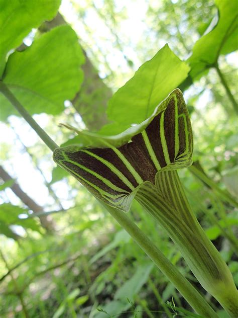 Jack In The Pulpit 2 Photograph By Robert Nickologianis Fine Art America