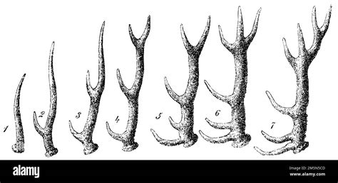 red deer antlers development cervus elaphus encyclopedia