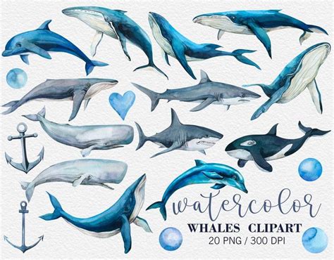 Aquarell Wal Clipart Delfin Clipart Aquarell Meerestiere Blauwal