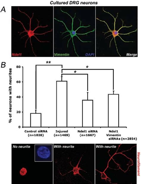 Silencing Ndel By Sirna Reduces Lesion Conditioned Neurite Outgrowth