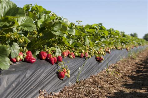 How To Grow Strawberries Farmkenya Initiative