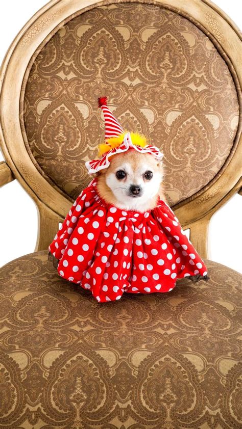 Best Chihuahua Halloween Costumes DIY Ideas, Cute & Funny Wallpaper