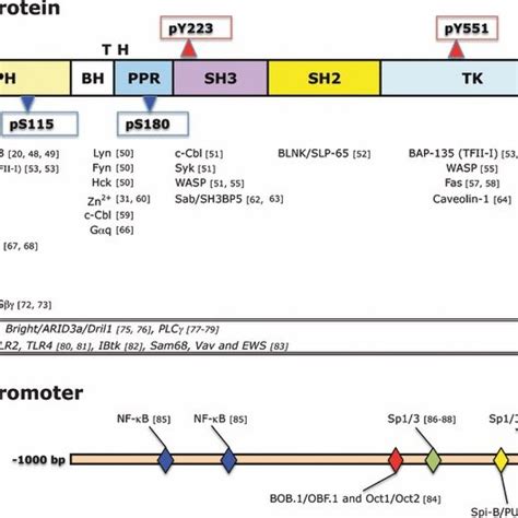 (PDF) Bruton's tyrosine kinase (Btk): Function, regulation, and ...