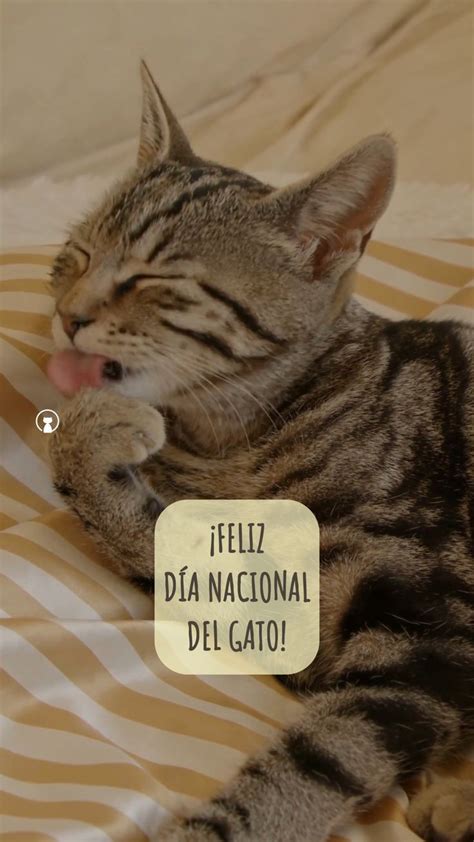 Video Feliz Día del Gato Sí el día del gato se celebra tres veces