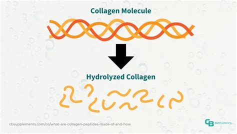 What Are Collagen Peptides Powder Made Of And How Is It Made