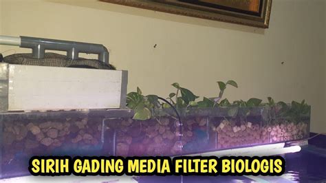 Manfaat Tanaman Sirih Gading Untuk Filter Aquarium Ikan Mas Koki YouTube