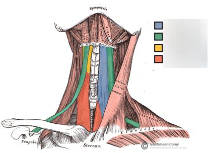 Infrahyoid Muscles Diagram | Quizlet