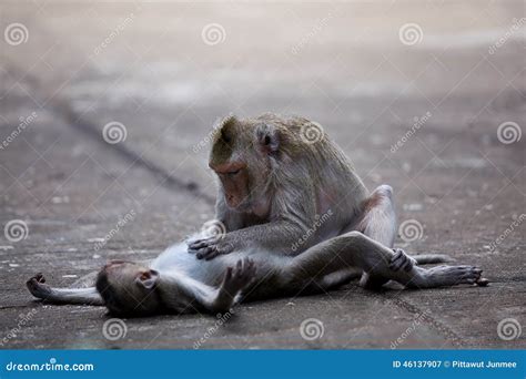 Monkeys Checking For Fleas And Ticks Stock Image Image Of Friendship