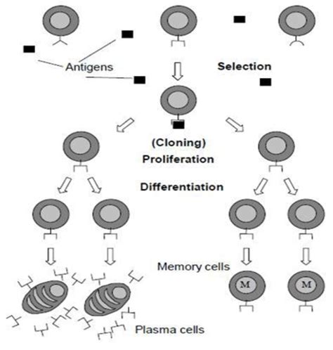 Clonal Selection Principle Download Scientific Diagram