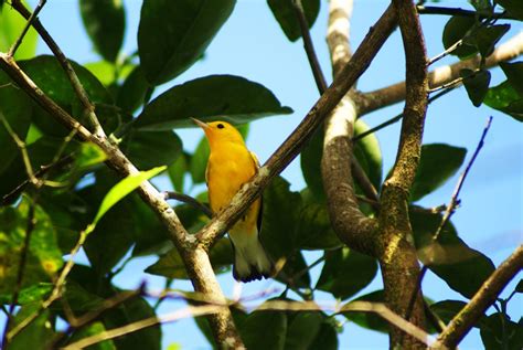 Aves migratorias cómo conectan al mundo y por qué debemos protegerlas