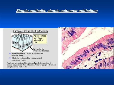 simple columnar epithelium function 6