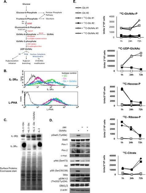 hexosamine biosynthetic pathway couples growth factor induced