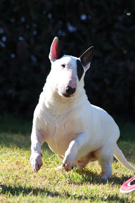 63 Bull Terrier Rescue Adoption Pic Bleumoonproductions