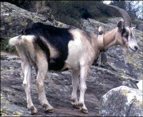 Italian Breeds Of Goats Ciavenasca