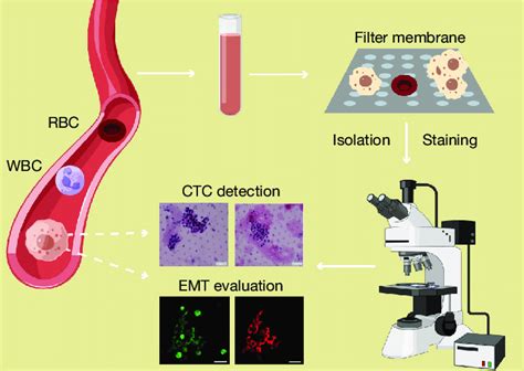 Flow Chart Of Ctcsctm Enrichment And Detection Ctcs Circulating