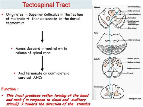 Tectospinal Tract