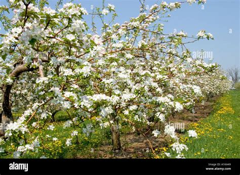 Michigan Apple Orchard With Flower Blossoms In Full Bloom Stock Photo