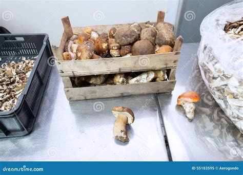 Mushroom Storage Crate Stock Image Image Of Production 55183595