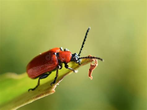 Red Garden Pest Beetle Lilioceris Lilii Red Lily Beetle Stock Image