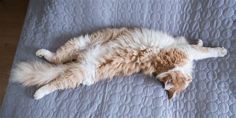 Cat Sleeping Positions - What They Say About Your Cat