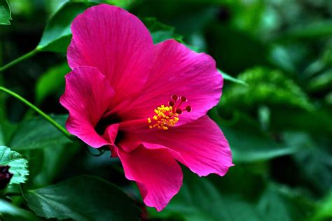 Hibisco Flor Planta Hibiscus Foto Gratis En Pixabay Pixabay