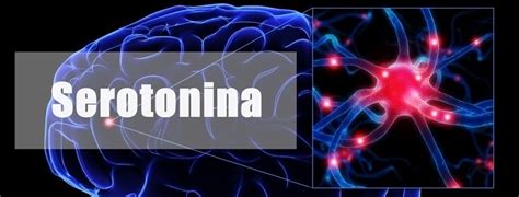 Saiba O Que Serotonina E Quais Suas Fun Es Em Nosso Corpo